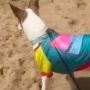 Arcoiris