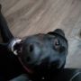 Buddy