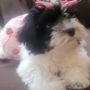 Phoebe