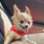 Chiwee