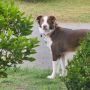 Remington